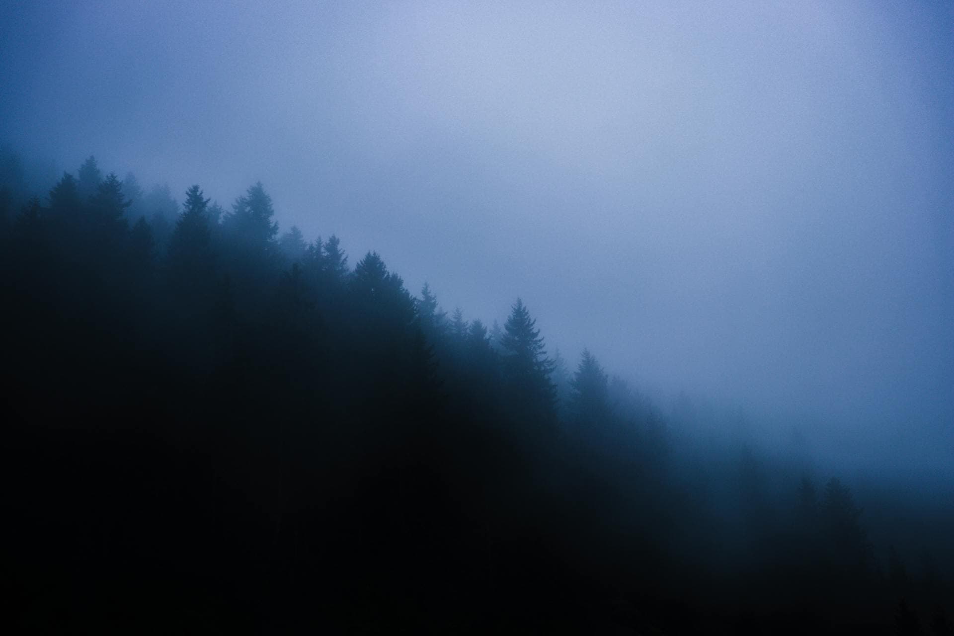 Forêt équatoriale brumeuse la nuit