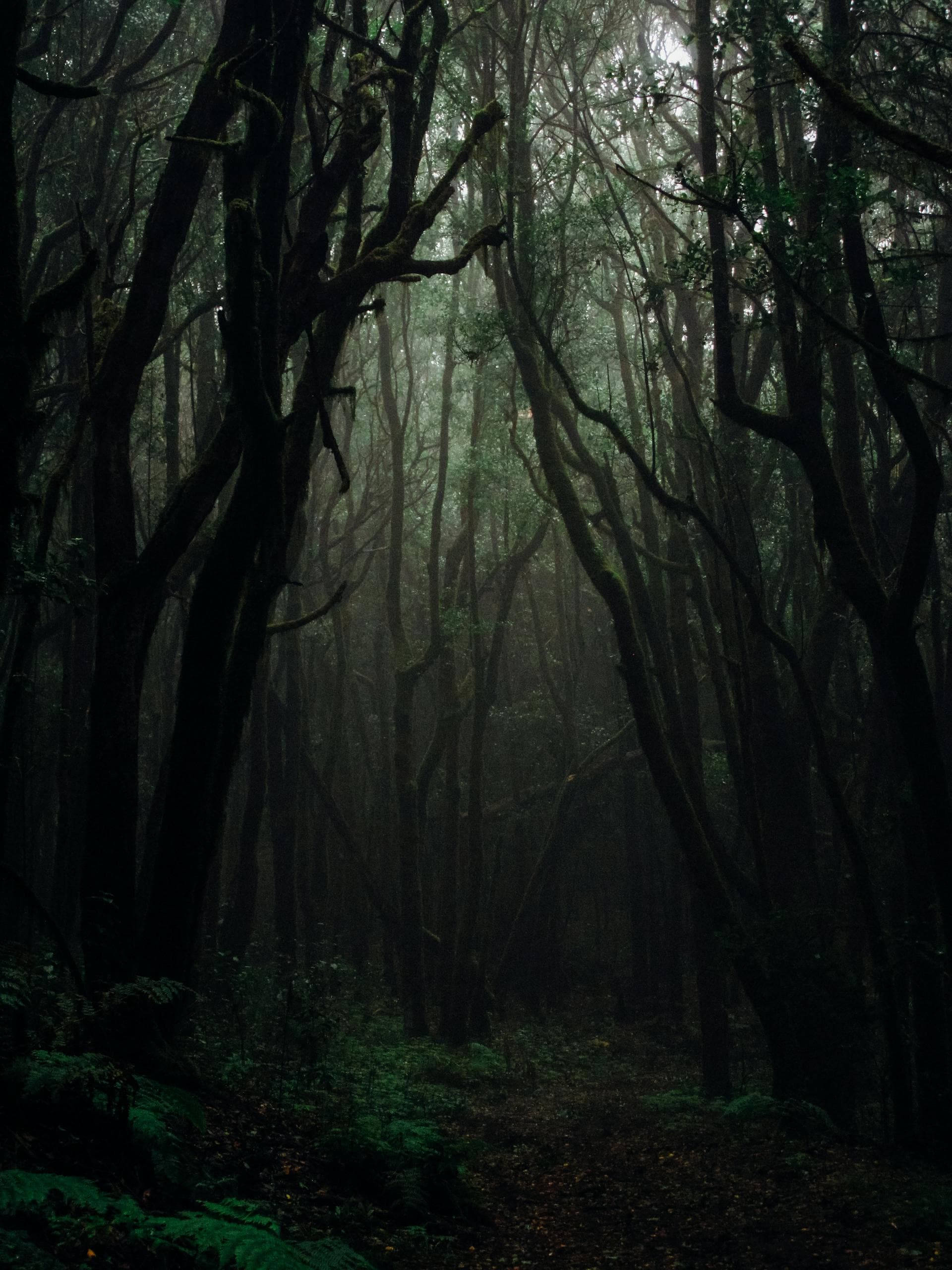 Forêt sombre